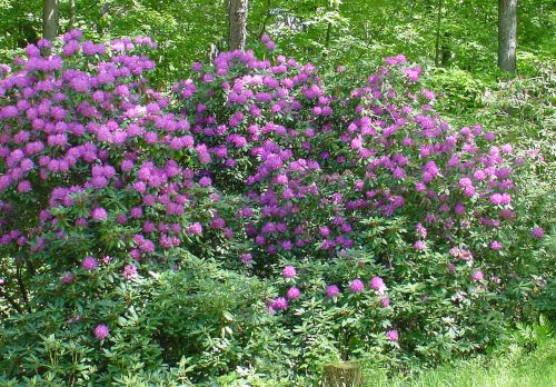 Purple Rhododendrons