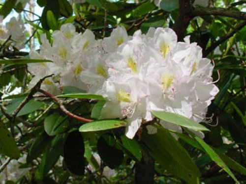 White Rhododendrons