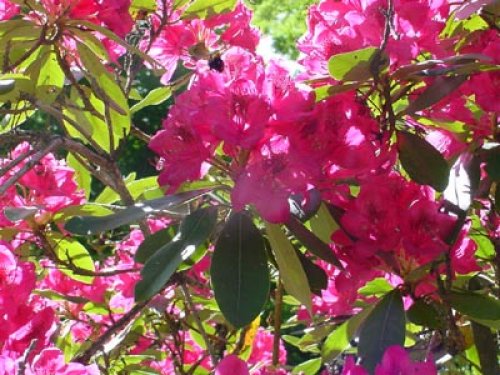 Rhododendrons and Bee