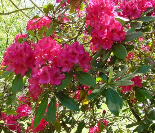 Pink Rhododendrons