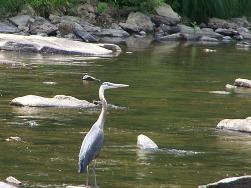 Blue Heron Ocsp